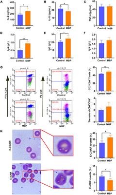 Effects of Dietary Modified Bazhen on Reproductive Performance, Immunity, Breast Milk Microbes, and Metabolome Characterization of Sows